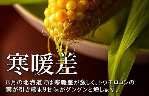 【2025年 先行予約】 北海道産 朝どれ とうもろこし 味来 10本 スイートコーン ハニーバンダム みらい トウモロコシ とうきび 生 野菜 黄色 yellow 産地直送 送料無料 期間限定 数量限定 お取り寄せ グルメ お土産 贈答 北海道 十勝 芽室町 めむろ me035-004c-25