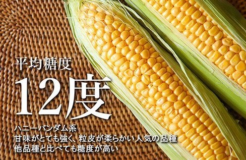 【2025年 先行予約】北海道産 朝どれ とうもろこし 味来 30本 約13kg スイートコーン ハニーバンダム みらい トウモロコシ とうきび 生 野菜 黄色 yellow 産地直送 送料無料 期間限定 数量限定 お取り寄せ グルメ お土産 贈答 北海道 十勝 芽室町 めむろme035-006c-25