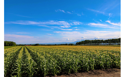 北海道十勝芽室町 なまら十勝野の山わさび500g me001-002c