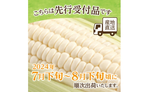 【2024年分先行予約】北海道十勝芽室町 とうもろこし 10本 ホワイト種 me002-005-24c