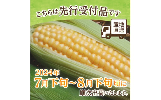 【2024年分先行予約】北海道十勝芽室町 なまら十勝野のスイートコーン ゴールドラッシュ(30本) me001-011-24c