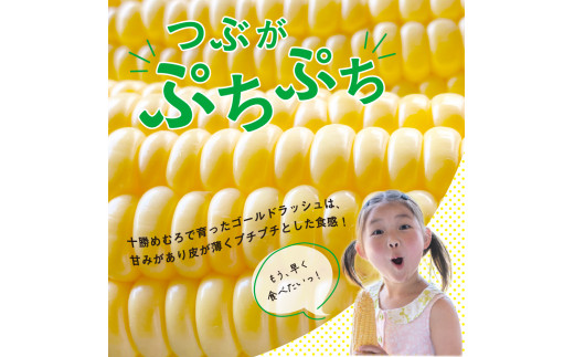 【2024年分先行予約】北海道十勝芽室町 極甘とうもろこし ゴールドラッシュ 10本  me028-001-24c