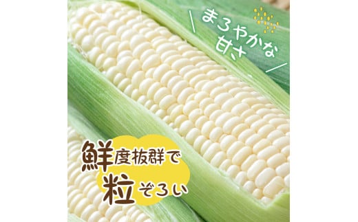 【2024年分先行予約】北海道十勝芽室町 とうもろこし 10本 ホワイト種 me002-005-24c