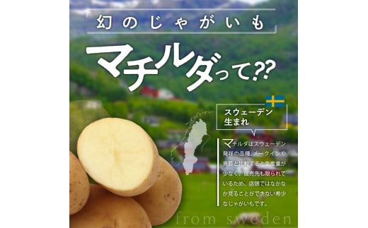 【先行受付】北海道十勝芽室町 幻のじゃがいも「マチルダ」5kg me002-001-24c