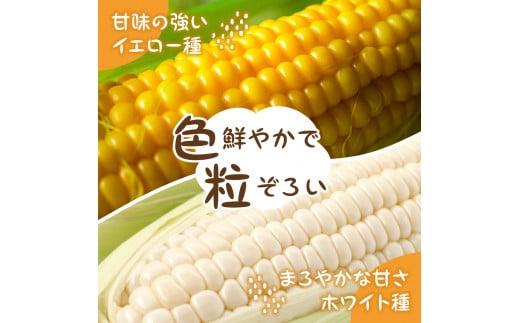 【2024年分先行予約】北海道十勝芽室町 とうもろこし イエロー種10本 ホワイト種10本 me002-016-24c