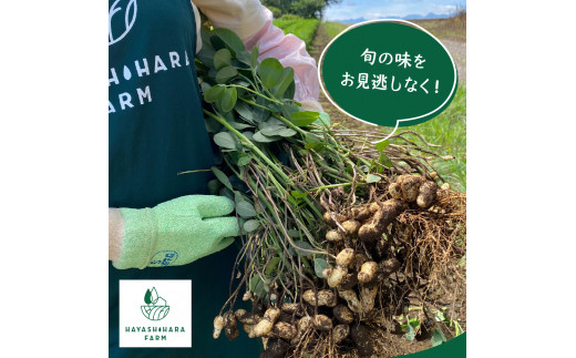 【先行受付】【2025年出荷分】北海道十勝芽室町 生落花生 茹で用 郷の香 1kg me028-003c-25