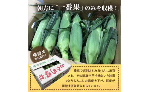 【2025年分先行予約】北海道十勝芽室町　とかち晴れ　十勝めむろスイートコーン 13本入り　me010-005c-25