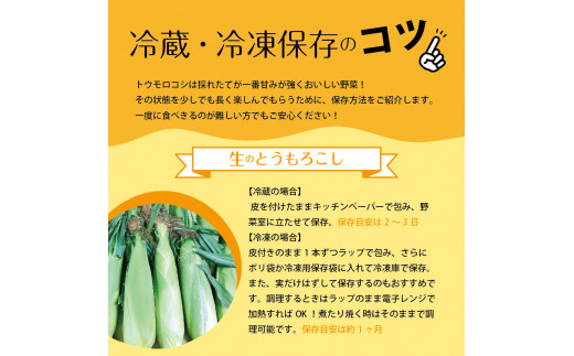 【2025年分先行予約】北海道十勝芽室町　とかち晴れ　十勝めむろスイートコーン 13本入り　me010-005c-25